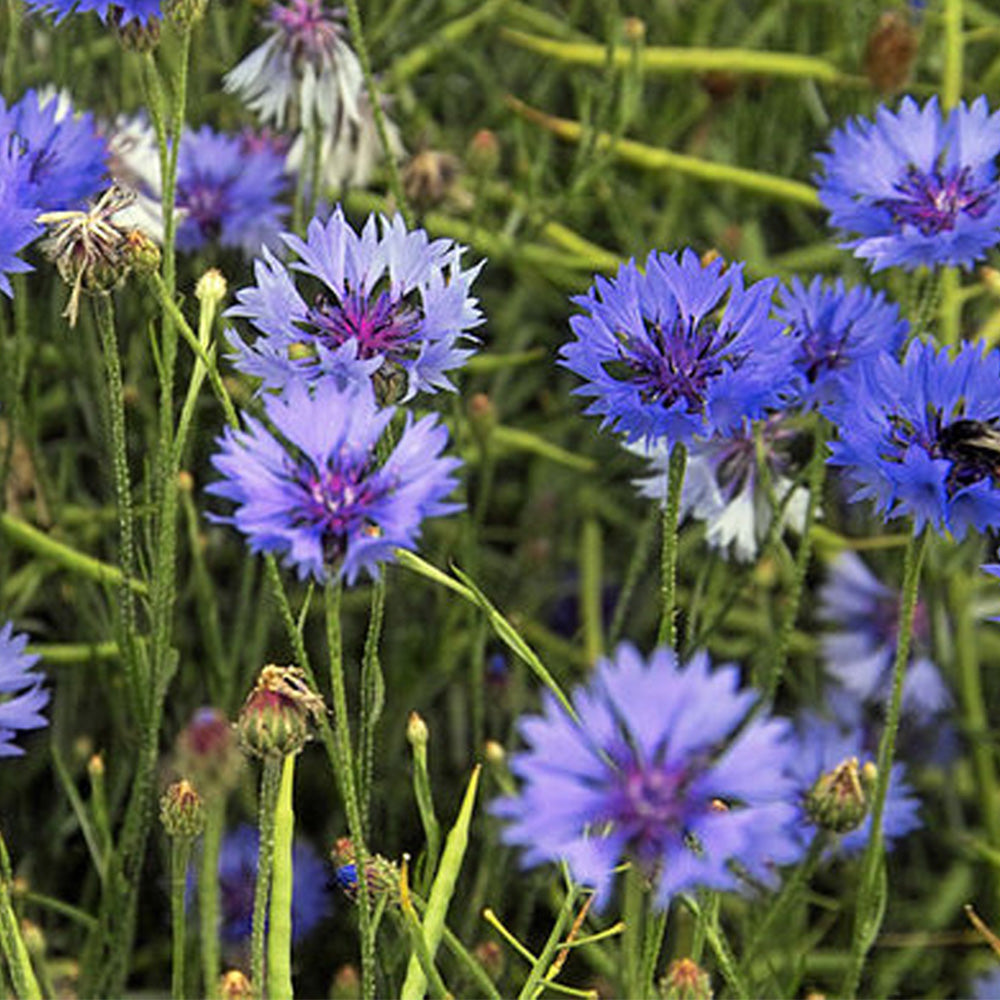 Cornflowers | Matchbox of 6 Seedballs | Cracker Filler | Mini Gift