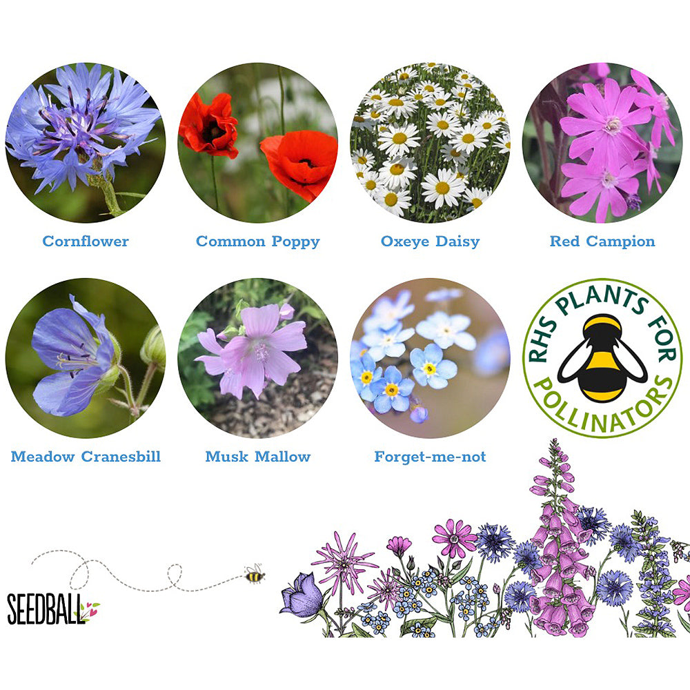 Rainbow Wildflowers | Matchbox of 6 Seedballs | Cracker Filler | Mini Gift