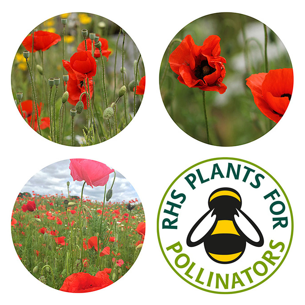 Poppy Seeds | Luxury Tube of 20 Seedballs | Cracker Filler | Little Gift