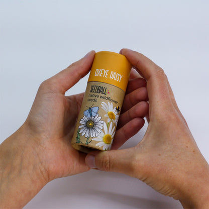 Oxeye Daisy | Luxury Tube of 20 Seedballs | Cracker Filler | Little Gift