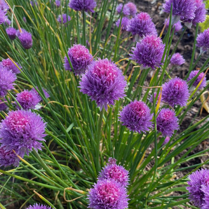 Chives | Luxury Tube of 20 Seedballs | Cracker Filler | Little Gift