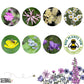 Shade Mix | 12 Native Wildflower Seedballs | Mini Gift | Cracker Filler