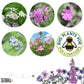 Butterfly Mix | 12 Native Wildflower Seedballs | Mini Gift | Cracker Filler
