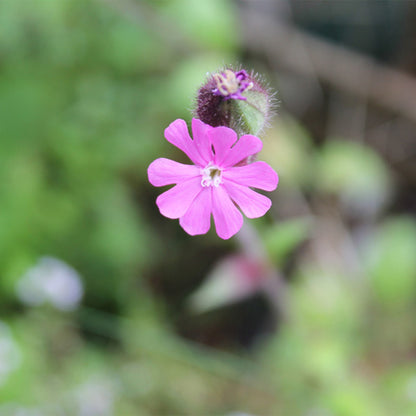 Red Campion | Luxury Tube of 20 Seedballs | Cracker Filler | Little Gift
