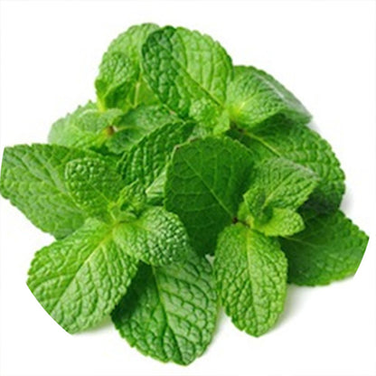 Mint | Luxury Tube of 20 Seedballs | Cracker Filler | Little Gift