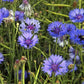 Cornflowers | Seed Bomb Matchbox | Cracker Filler | Mini Gift