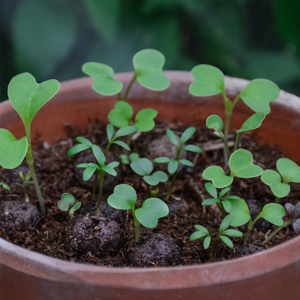 Bat Friendly Plants | Seed Bomb Matchbox | Cracker Filler | Mini Gift