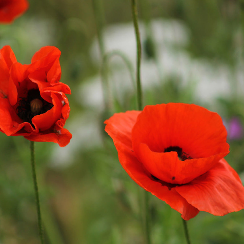 Poppy Seeds | Seed Bomb Matchbox | Cracker Filler | Mini Gift