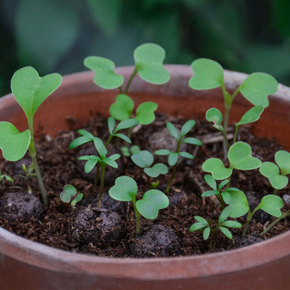 Hedgehog Mix  | Tin of 20 Wildflower Seedballs | Gift Idea | Little Gift