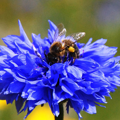 Cornflowers | Matchbox of 6 Seedballs | Cracker Filler | Mini Gift