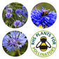 Cornflowers | Luxury Tube of Seedballs | Cracker Filler | Little Gift