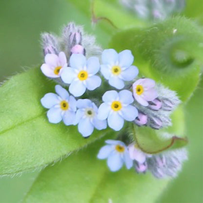Forget Me Nots | Luxury Tube of 20 Seedballs | Cracker Filler | Little Gift